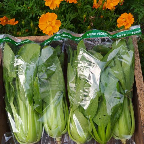 Sayur Pakcoy - Image 2