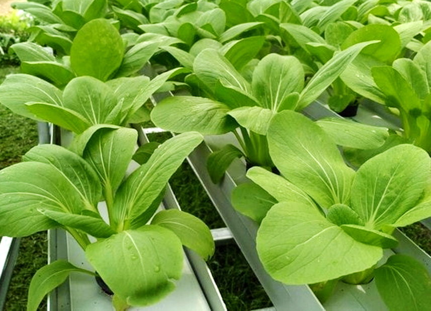 Sayur Pakcoy - Image 3