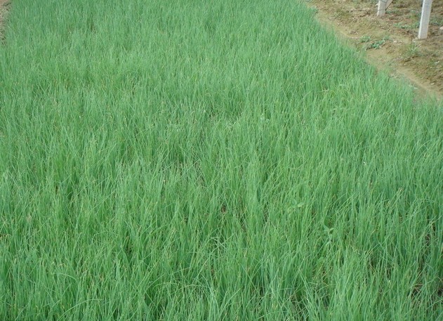 Bawang Kucay - Image 2