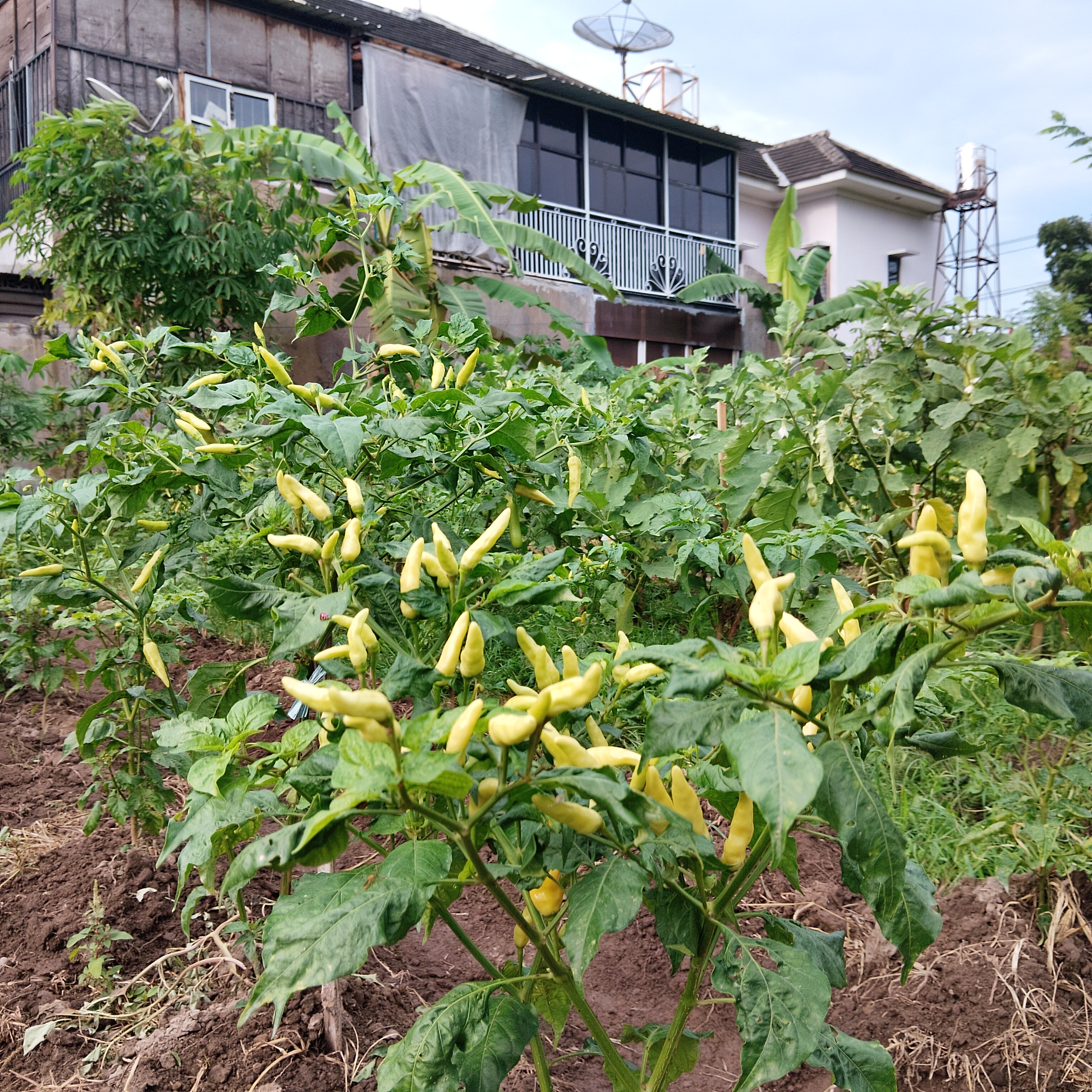 Cabai Lokal - Image 2